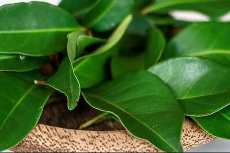Daun Salam