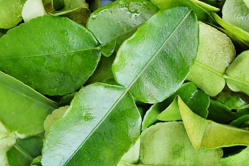 Lime Leaf