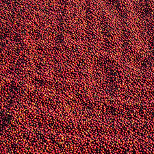 Wash Coffee Bean